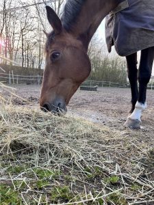 Pferd in Beverungen Würgassen frisst Heu