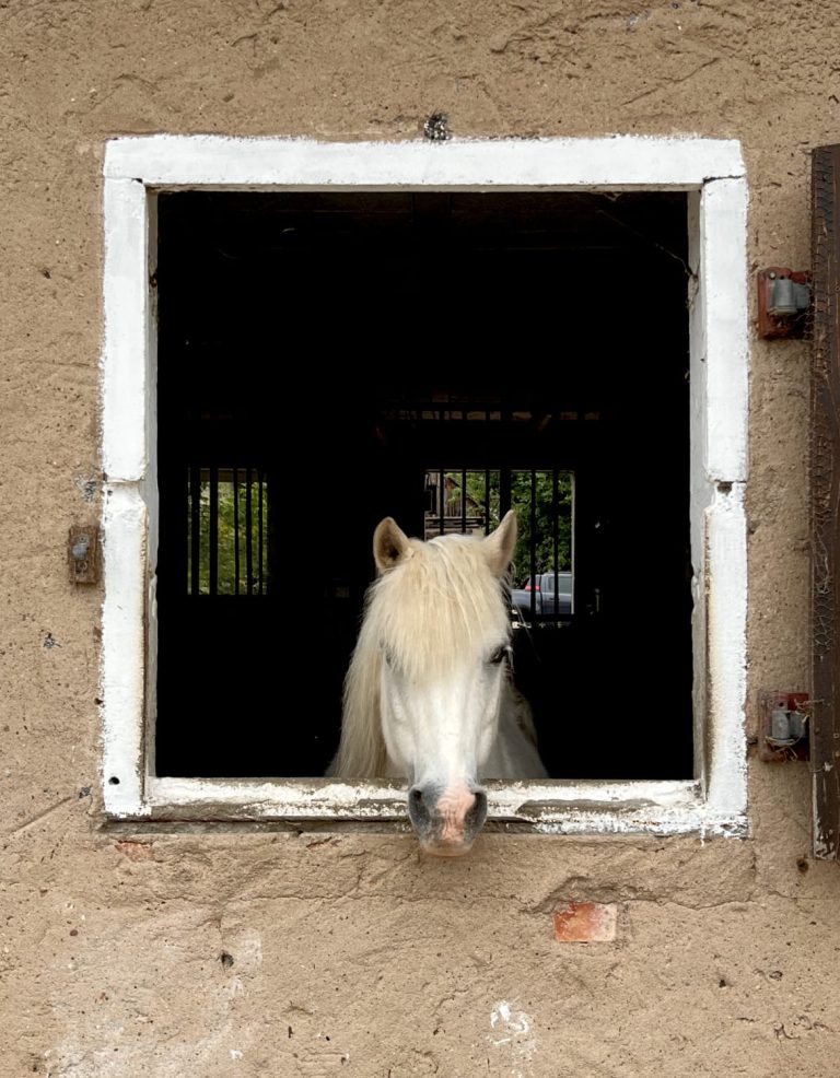 Weißes Pony schaut aus einem Fenster